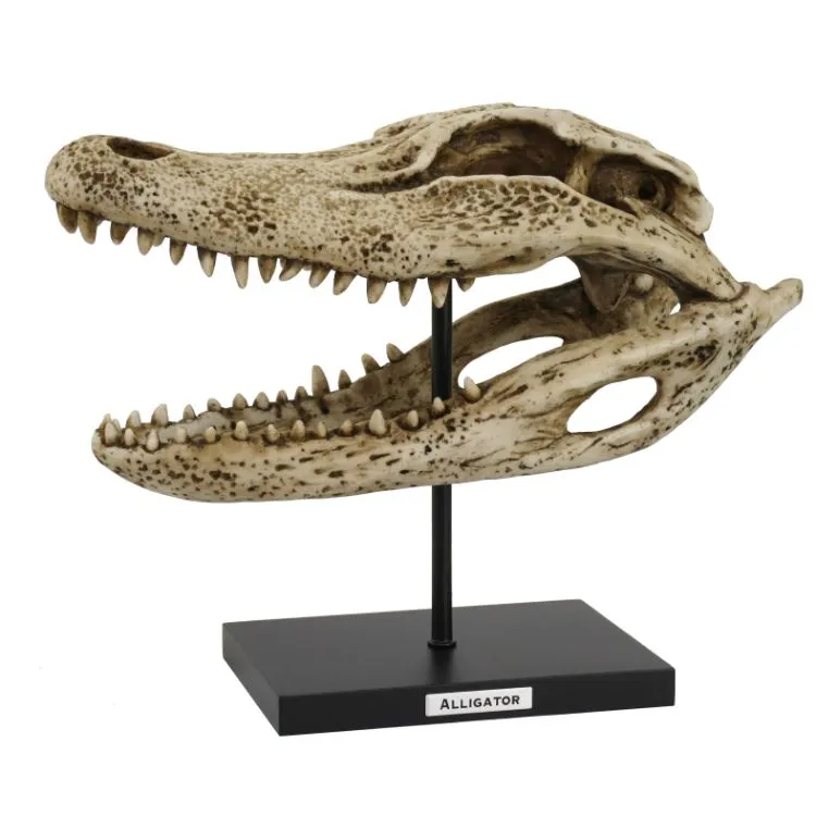 13.25" Alligator Skull on Stand Statue